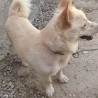 یک جفت اشپیز آلمانی اورجینال|سگ|خسروشاه, |دیوار