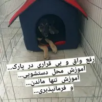 مشاوره تربیت و آموزش ، مربی و تعلیم دهنده تخصصی سگ|خدمات آموزشی|تهران, فدک|دیوار