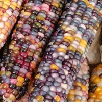 بذر ذرت رنگی ارسال به سراسر ایران