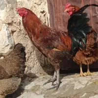 حراج خروس|حیوانات مزرعه|فیروزآباد (لرستان), |دیوار