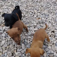 دو عدد سگ پاکوتاه