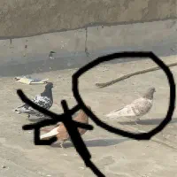 تعدادی کبوتر ناجلد|پرنده|سمنان, |دیوار