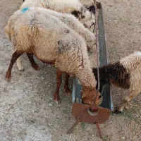 ۶عدد میش
