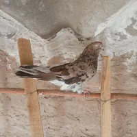 کبوتر پرشی