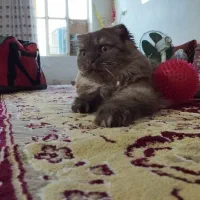 دختر پشمالو آروم و بغلی|گربه|سبزوار, قائم|دیوار