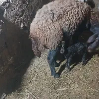 میش بره|حیوانات مزرعه|شیروان (لرستان), |دیوار