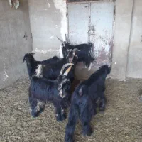 پازن|حیوانات مزرعه|فیروزآباد (فارس), |دیوار