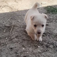 سگ پا کوتاه ۲ ماهه