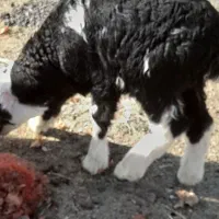 قورج|حیوانات مزرعه|ازنا, |دیوار