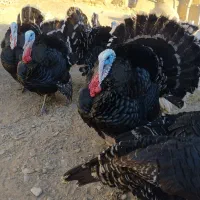 بقلمون محلی خرت