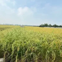 برنج لرستان