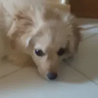 سگ نر 4ماهه