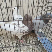 کفتر جفتگاه سینه مشهدی ترک سفیدخارجی کله سرخ نر|پرنده|مشهد, کوشش|دیوار
