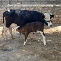 گاو فروشی