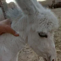 الاغ نر|حیوانات مزرعه|مشهد, امام رضا (ع)|دیوار