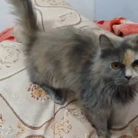 گربه ی پرشین فقط ۳۵۰۰ تا امشب