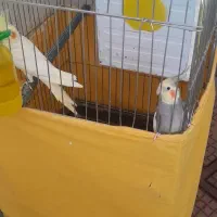 دوعدد عروس هلندی