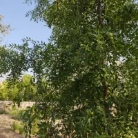 باغ معصوم آباد|فروش زمین و ملک کلنگی|بیرجند, |دیوار