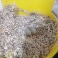 تخم قناری سفید