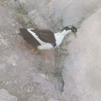 اردک