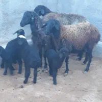 گوساله نر و میش بره|حیوانات مزرعه|قم, قلعه صدری|دیوار