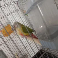 گرینچیک آناناسی مولد تضمینی|پرنده|تبریز, |دیوار