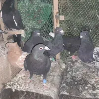 زاغ کرمانی کله سیاه زرد پرشی صید بوم