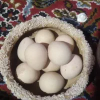 تخم مرغ شاخ دار