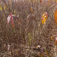 فرصـت ویــژه خریــد و کاشت نهال|خدمات باغبانی و درختکاری|شاهرود, |دیوار