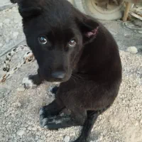 توله نر قدرجونی|سگ|شیراز, قلات|دیوار