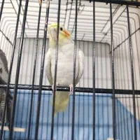 عروس هلندی دست آموز|پرنده|سراب, |دیوار