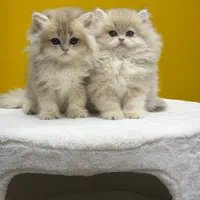 بریتیش لانگ هیر cy12