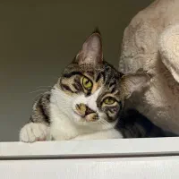 گربه عقیم شده شناسنامه دار