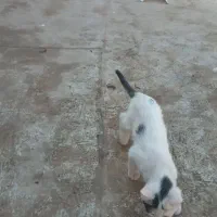 واگذاری گربه