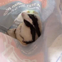 فروش خرگوش