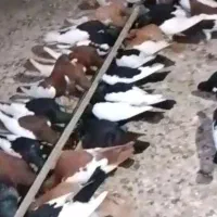 تیپ یه دست یهودی