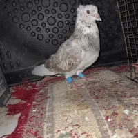 کوهی دمسفید وجفت پلاکی باهم ۱۶۰۰