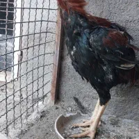 خروس|پرنده|تربت جام, بوستان وحدت|دیوار