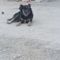سگ خارجی تک تو ایران