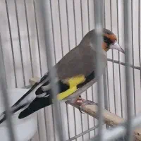 سهره نردورگ کرمونی داغسر قواره دار رام کوتاه بلند