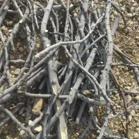 خریدار چوب انجیر