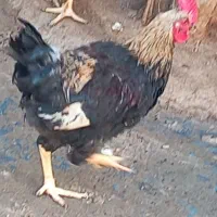 تعدادی خوروس بفروش میرسد|حیوانات مزرعه|پیشوا, |دیوار