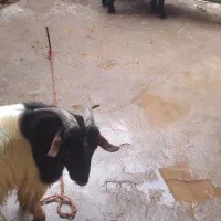 دو عدد بیگ نر بفروش میرسد