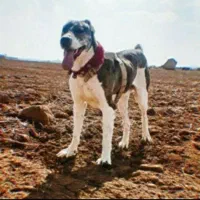 فروش سگ افغان|سگ|سنندج, |دیوار