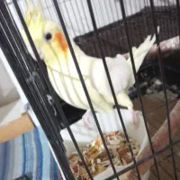 دو جفت عروس هلند سالم نر ماده|پرنده|شبستر, |دیوار