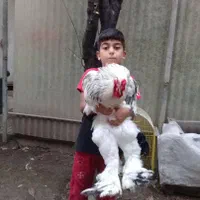 نیمچه خروس برهما لایت رومانی ، امپراطور ، امپراتور