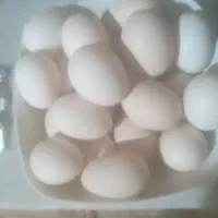 تخم مرغ محلی