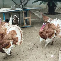 فروش بوقلمون برنز نر|حیوانات مزرعه|بابلسر, |دیوار