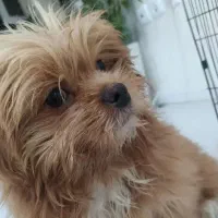 سگ میکس|سگ|نقده, |دیوار