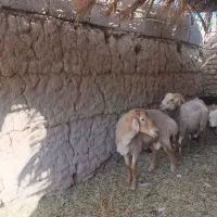 بره شیرازی اصل